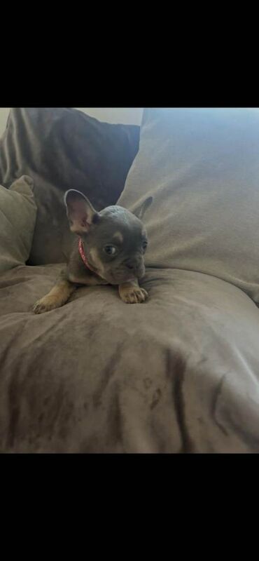 French bulldog - Image 2 of 4