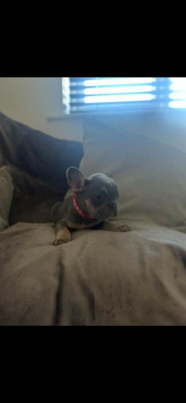 French bulldog - Image 3 of 4