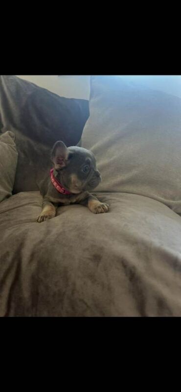 French bulldog - Image 4 of 4