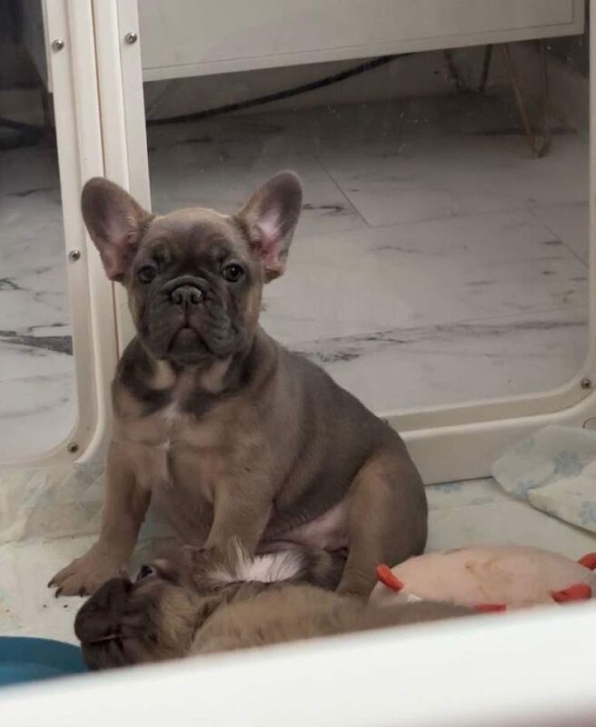 Frenchie Puppies For Sale