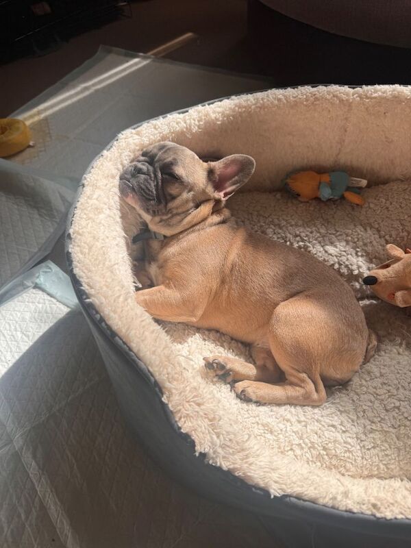 Frenchie Puppies For Sale