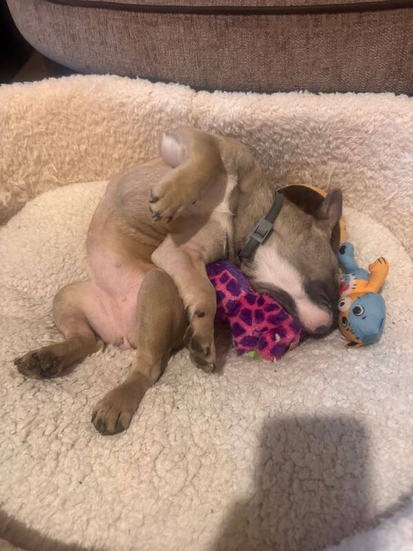 French bulldog - Image 2 of 4