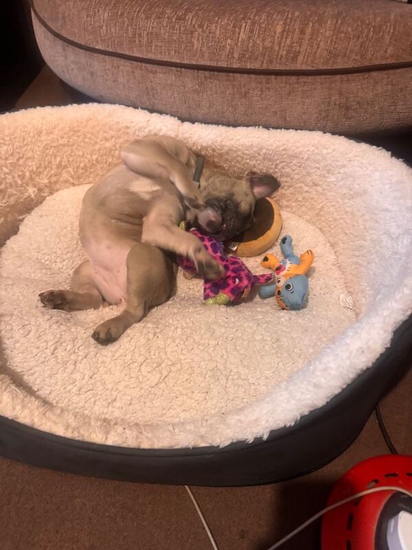 French bulldog - Image 3 of 4