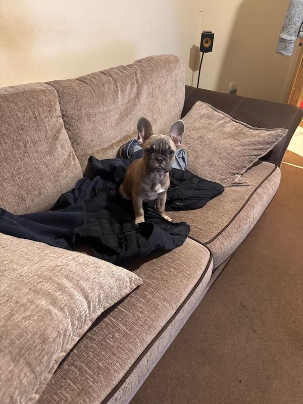 French bulldog - Image 4 of 4