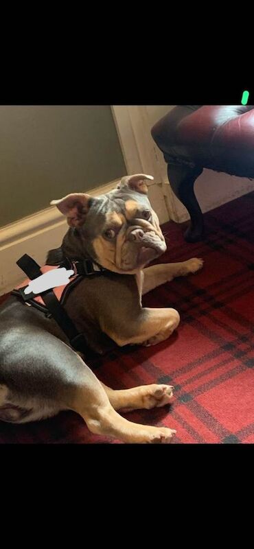 French bulldog