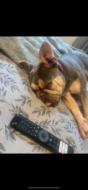 French bulldog - Image 2 of 3