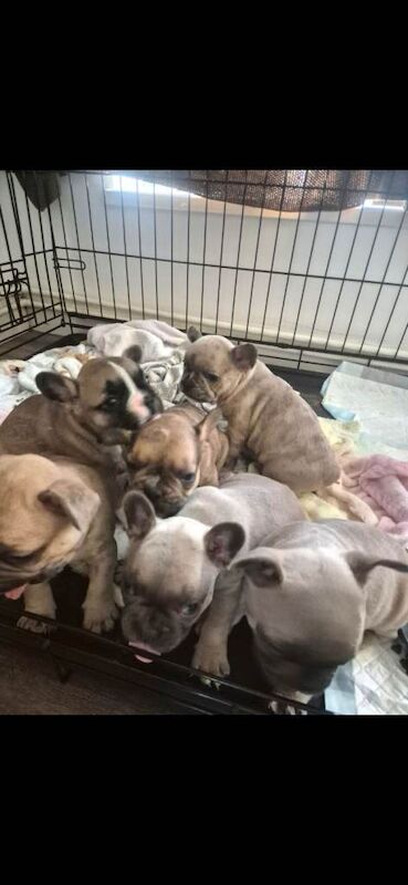 French Bulldog Puppies For Sale Under £1,000