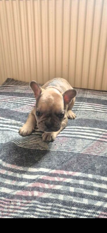 French bulldog - Image 2 of 3