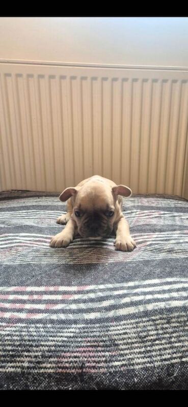 French bulldog - Image 3 of 3