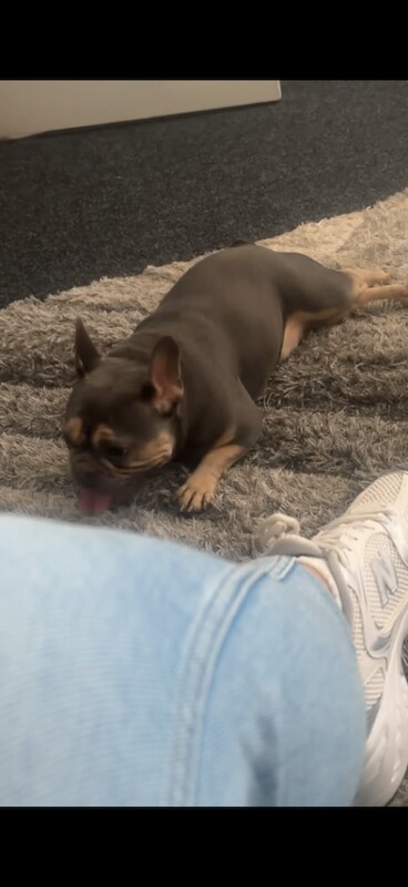 French bulldog