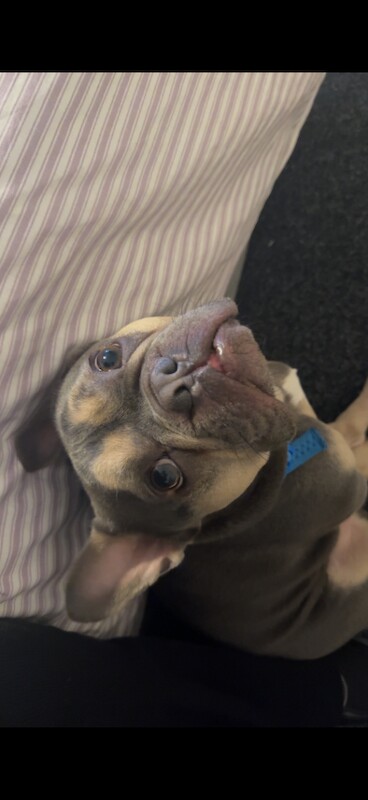 French bulldog - Image 2 of 3
