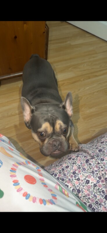 French bulldog - Image 3 of 3