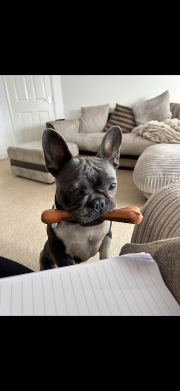 French Bulldog