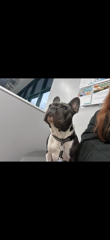 French Bulldog - Image 2 of 3