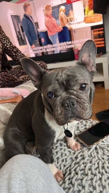 French Bulldog - Image 3 of 3