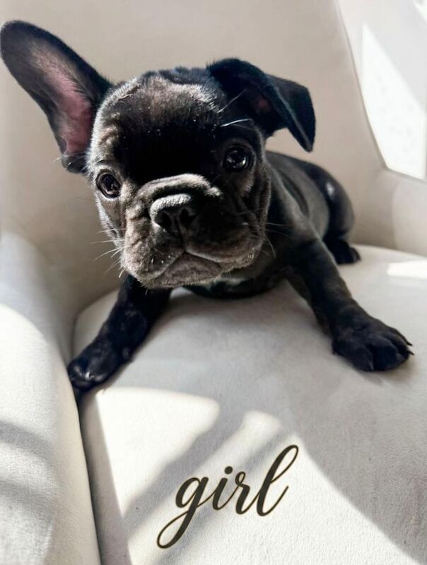Frenchie Puppies For Sale