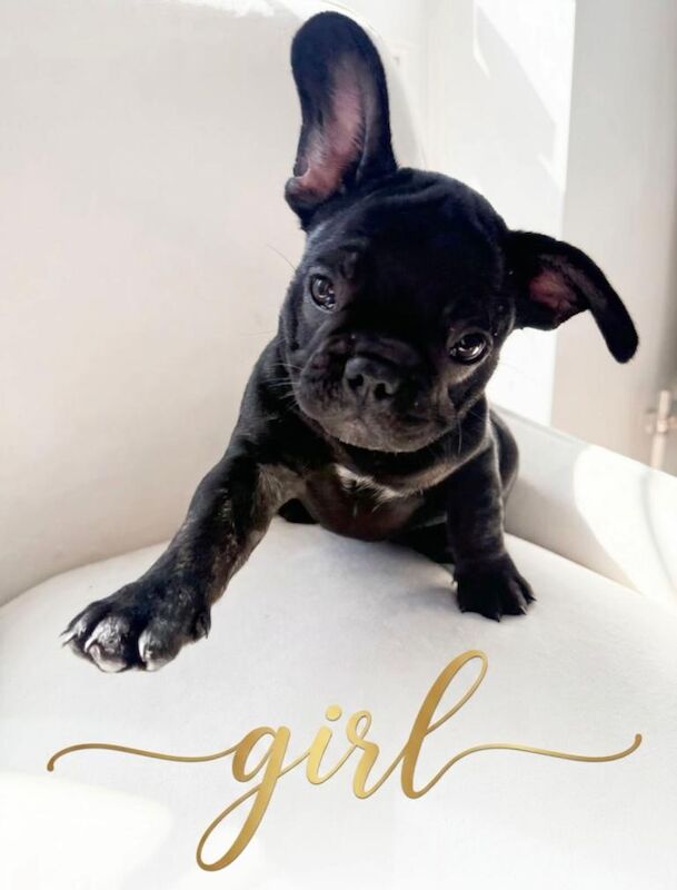 French bulldog - Image 2 of 6