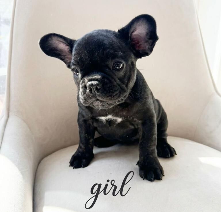 French bulldog - Image 3 of 6