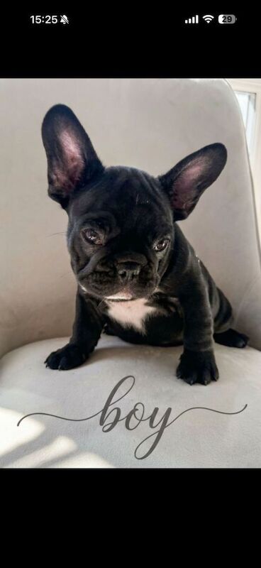 French bulldog - Image 4 of 6