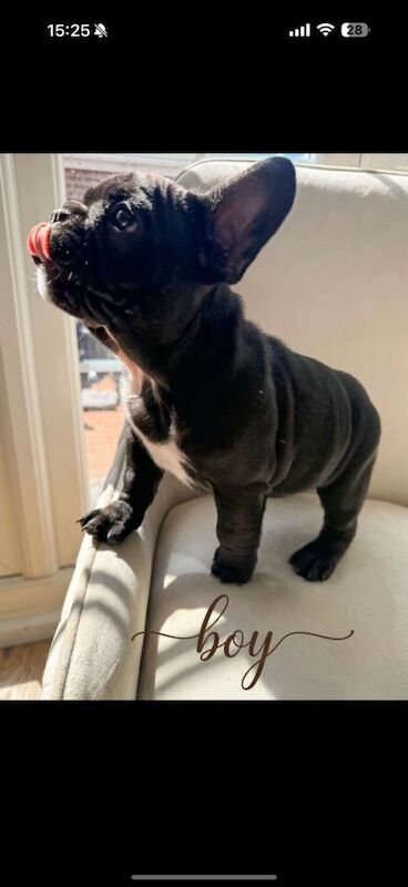 French bulldog - Image 5 of 6