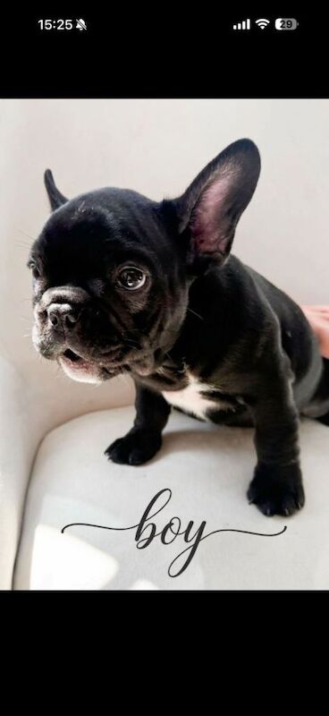 French bulldog - Image 6 of 6