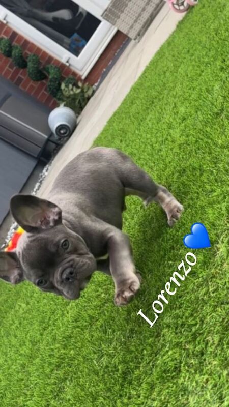 Frenchie Puppies For Sale