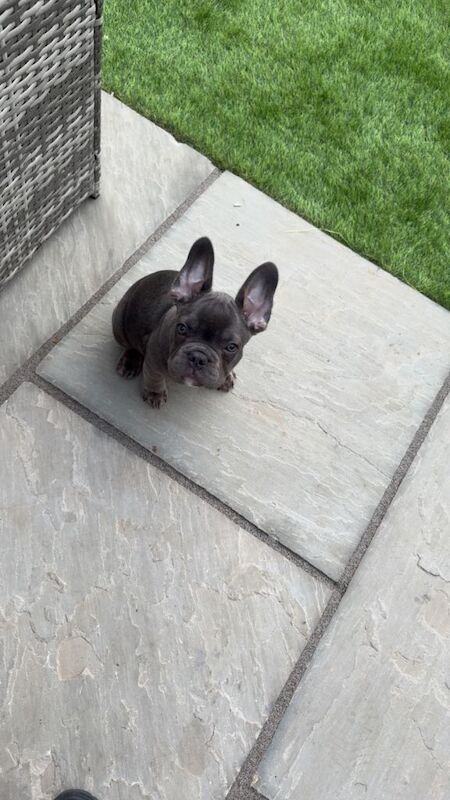 French bulldog - Image 2 of 2