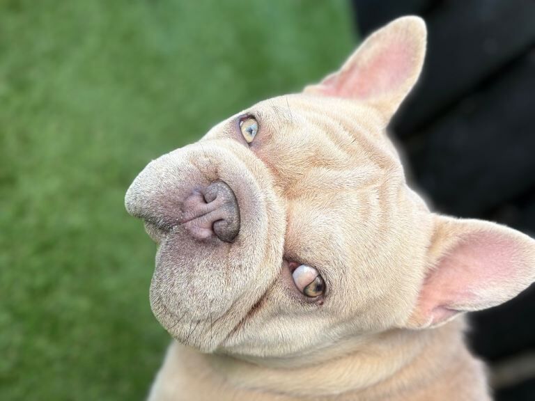 French Bulldog - Image 2 of 3
