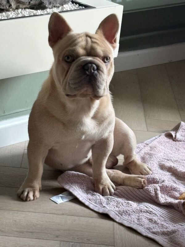 French Bulldog - Image 3 of 3