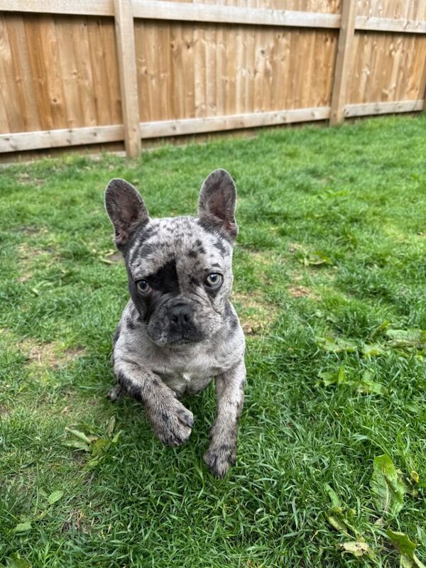 French Bulldog Puppies For Sale Under £1,000