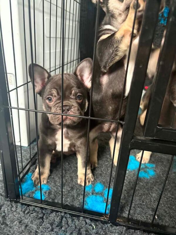 French bulldog