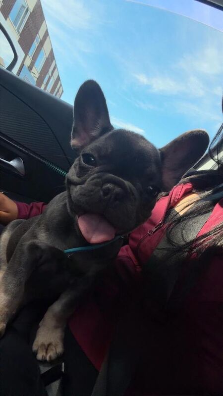 French bulldog