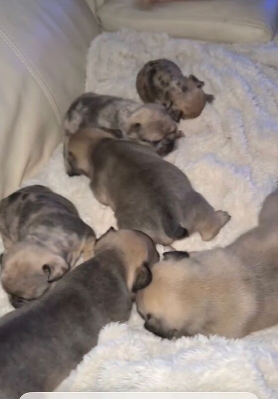 French bulldog - Image 2 of 4