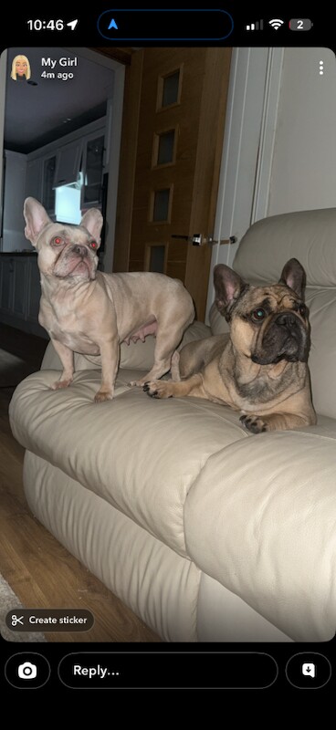 French bulldog - Image 4 of 4