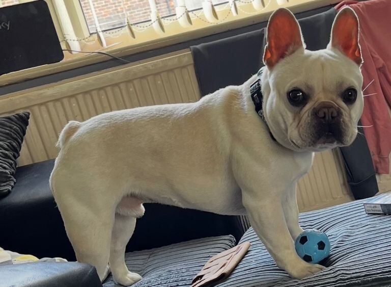 French Bulldog Puppies For Sale Under £1,000