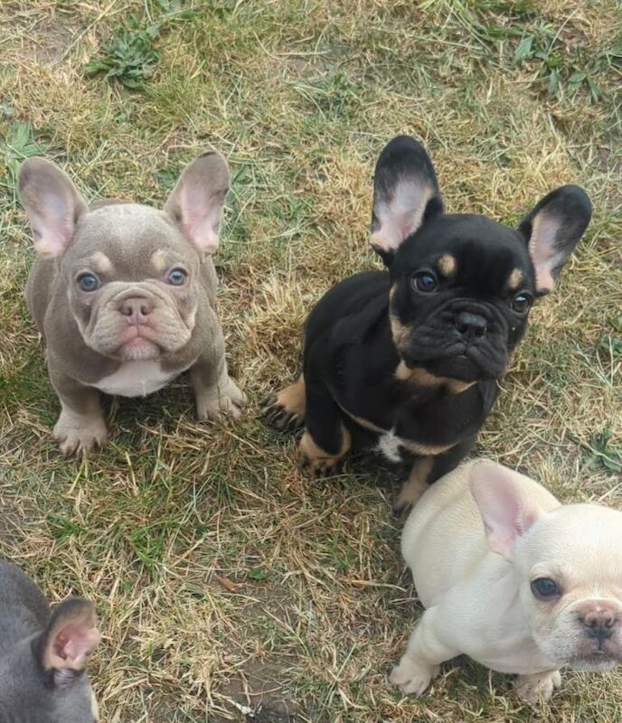 Blue French Bulldog Puppies For Sale