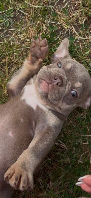 French bulldog - Image 2 of 4