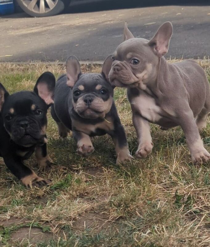 French bulldog - Image 3 of 4