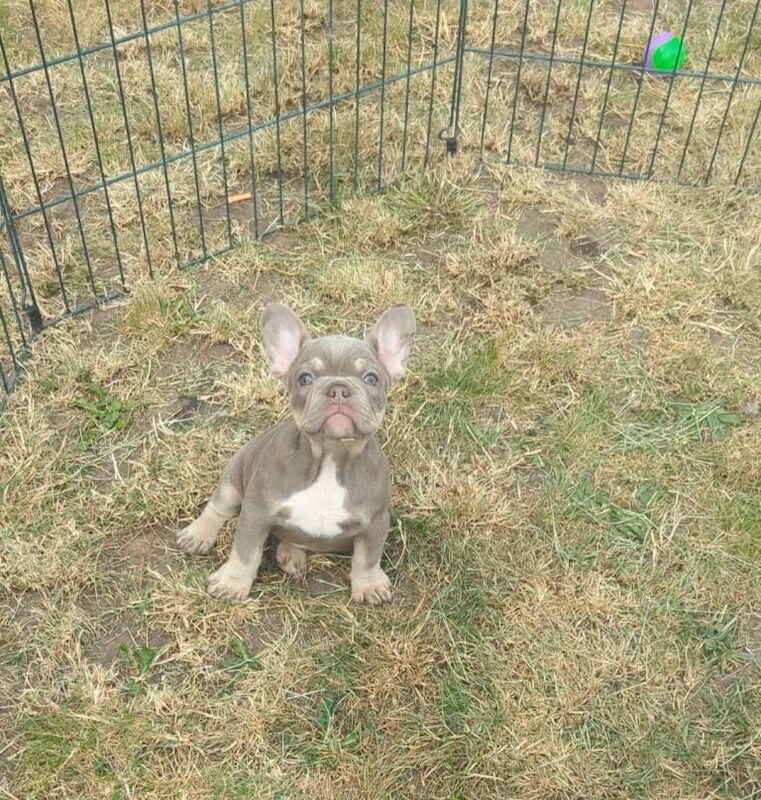 French bulldog - Image 4 of 4