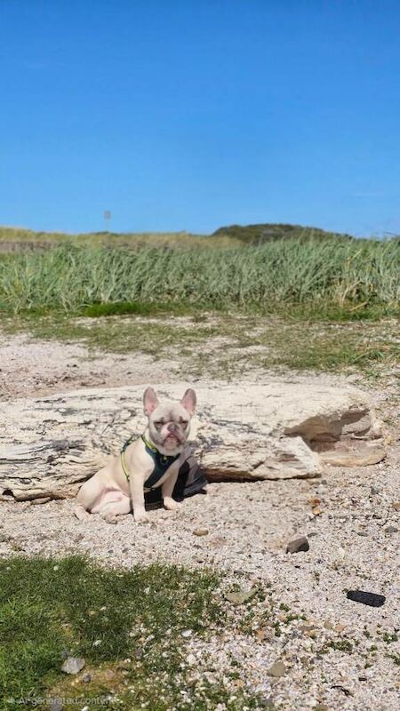French Bulldog