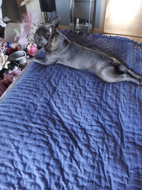 Blue French Bulldog Puppies For Sale