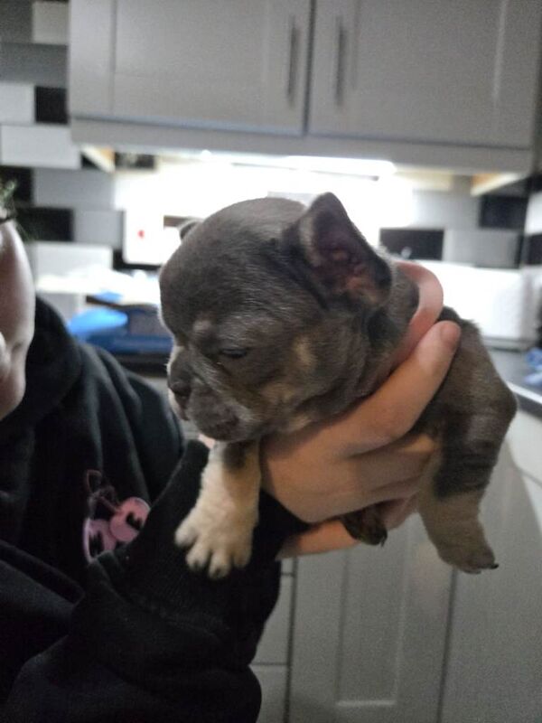 French bulldog