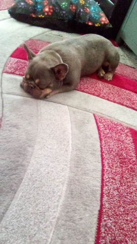 French bulldog - Image 2 of 4