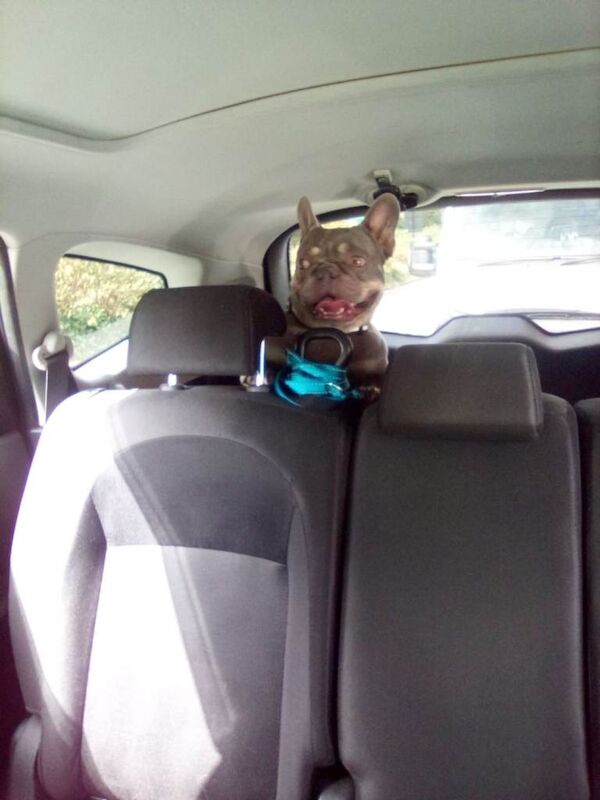 French bulldog - Image 3 of 4