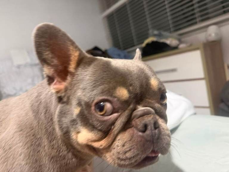 French bulldog - Image 4 of 4
