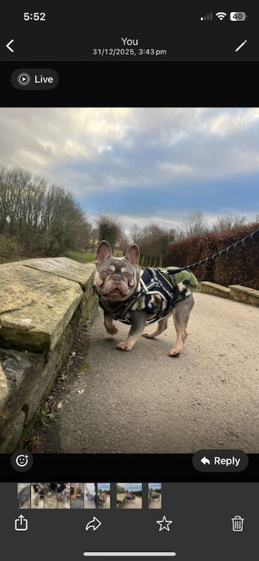 Kennel Club Registered French Bulldog Puppies For Sale