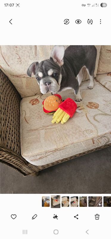 French Bulldog 8 months old for sale in Hook, Hampshire