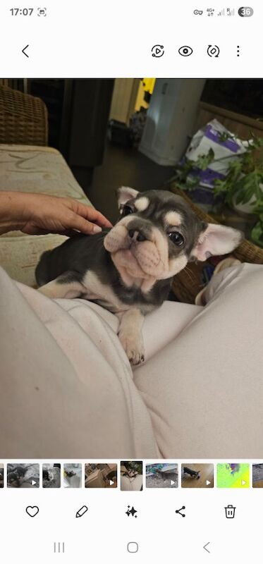 French Bulldog 8 months old - Image 2 of 3