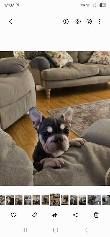 French Bulldog 8 months old - Image 3 of 3