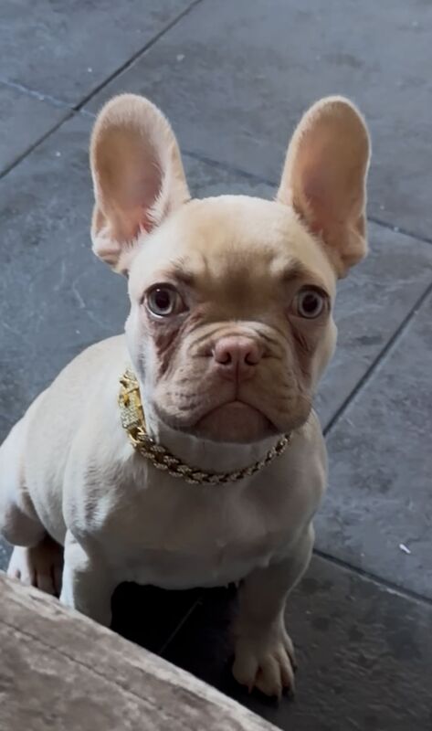 Kennel Club Registered French Bulldog Puppies For Sale